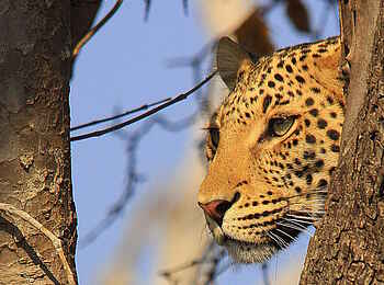 Chobe Elephant Camp: Leopard Chobe Elephant Camp: Leopard