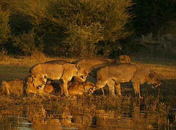 Duba Plains Camp: Löwenrudel