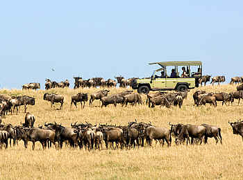Dunia Camp: Safarifahrt durch Gnuherde Dunia Camp: Safarifahrt durch Gnuherde