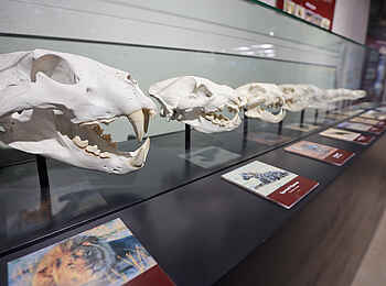 Encounter by Ongava: Ausstellung im Ongava Discovery Center