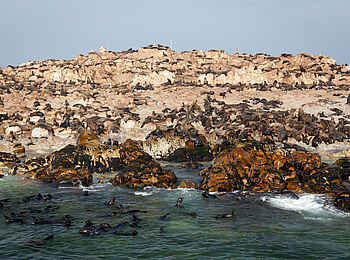 Grootbos Forest Lodge: Strandleben Grootbos Forest Lodge: Strandleben