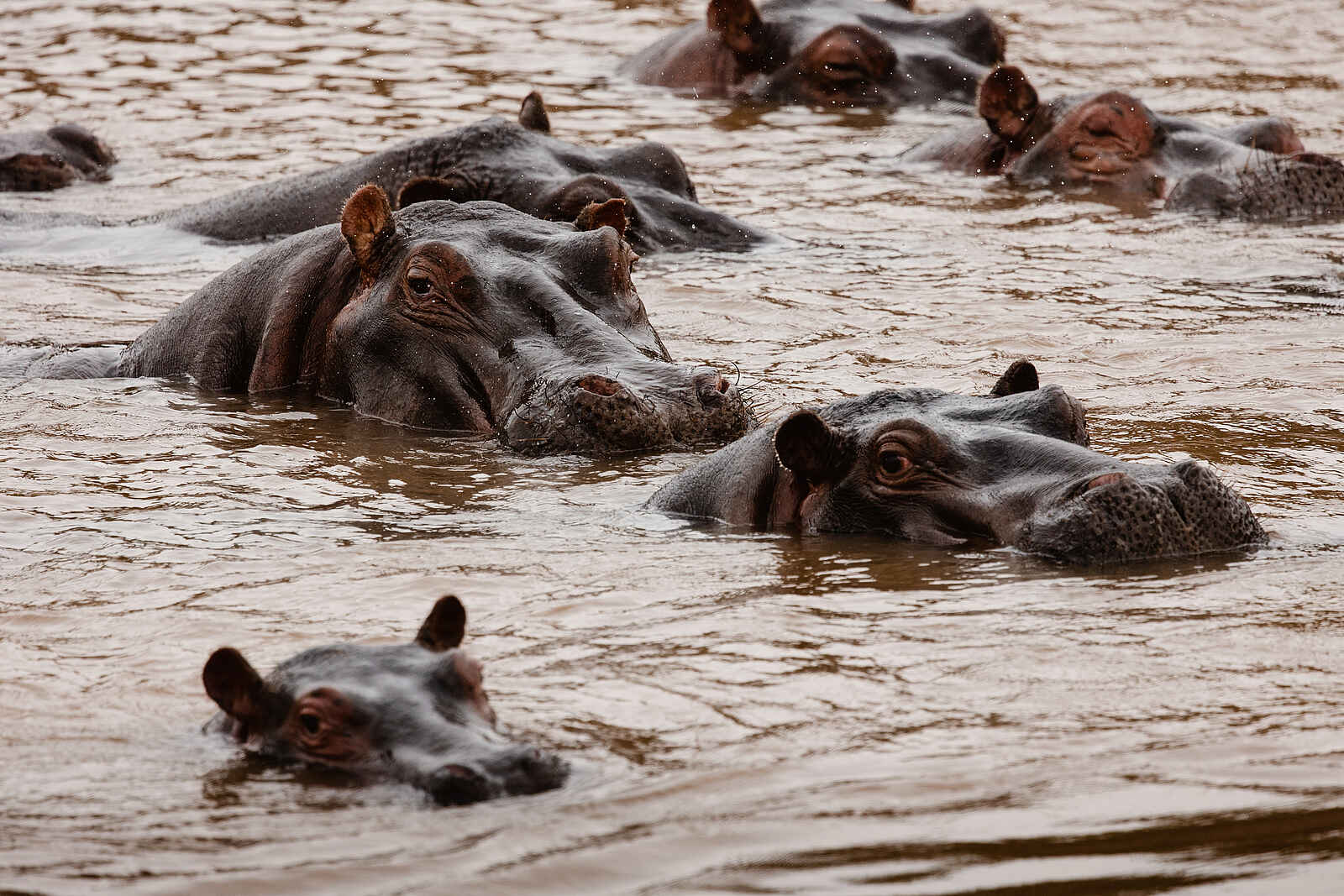 Hemingways River Camp Mara: Nilpferde Hemingways River Camp Mara: Nilpferde