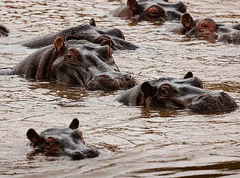 Hemingways River Camp Mara: Nilpferde
