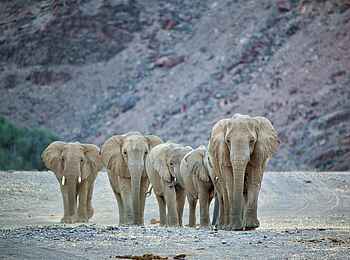 Hoanib Valley Camp: Elefantenherde Hoanib Valley Camp: Elefantenherde