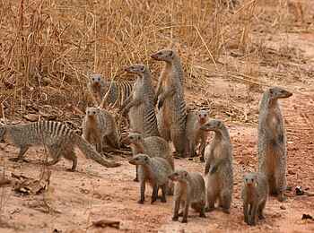 KaingU Safari Lodge: Zebramangusten