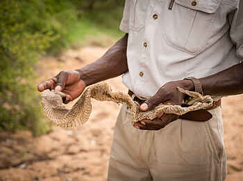 Kambaku Safari Lodge: Bush Walk Kambaku Safari Lodge: Bush Walk