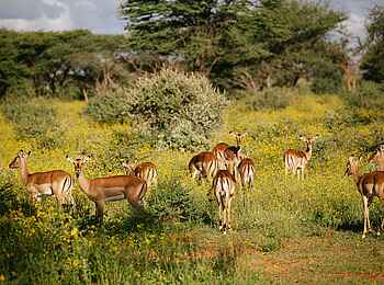 Kambaku Safari Lodge: Impala Herde