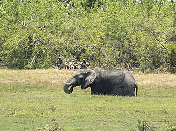 Kweene River Camp: Wandersafari mit Elefant