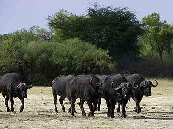 Little Makalolo Camp: Büffel ziehen dem Wasserloch entgegen Little Makalolo Camp: Büffel ziehen dem Wasserloch entgegen