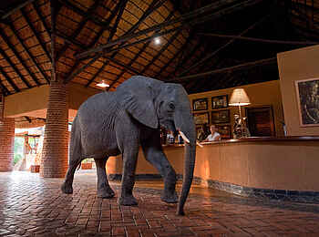 Mfuwe Lodge: Kurzbesuch an der Rezeption