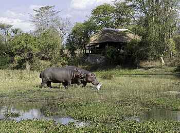 Mvuu Lodge: 2 Nilpferde spazieren durch die Lagune Mvuu Lodge: 2 Nilpferde spazieren durch die Lagune