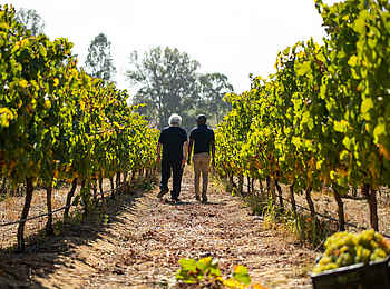 One and Only Cape Town Hotel: Im Weinberg One and Only Cape Town Hotel: Im Weinberg