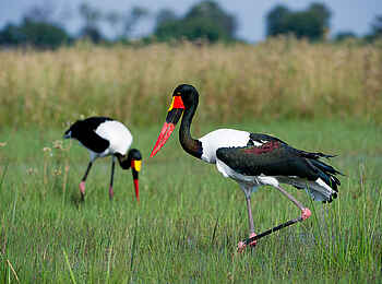 Pelo Camp: Sattelstörche Pelo Camp: Sattelstörche