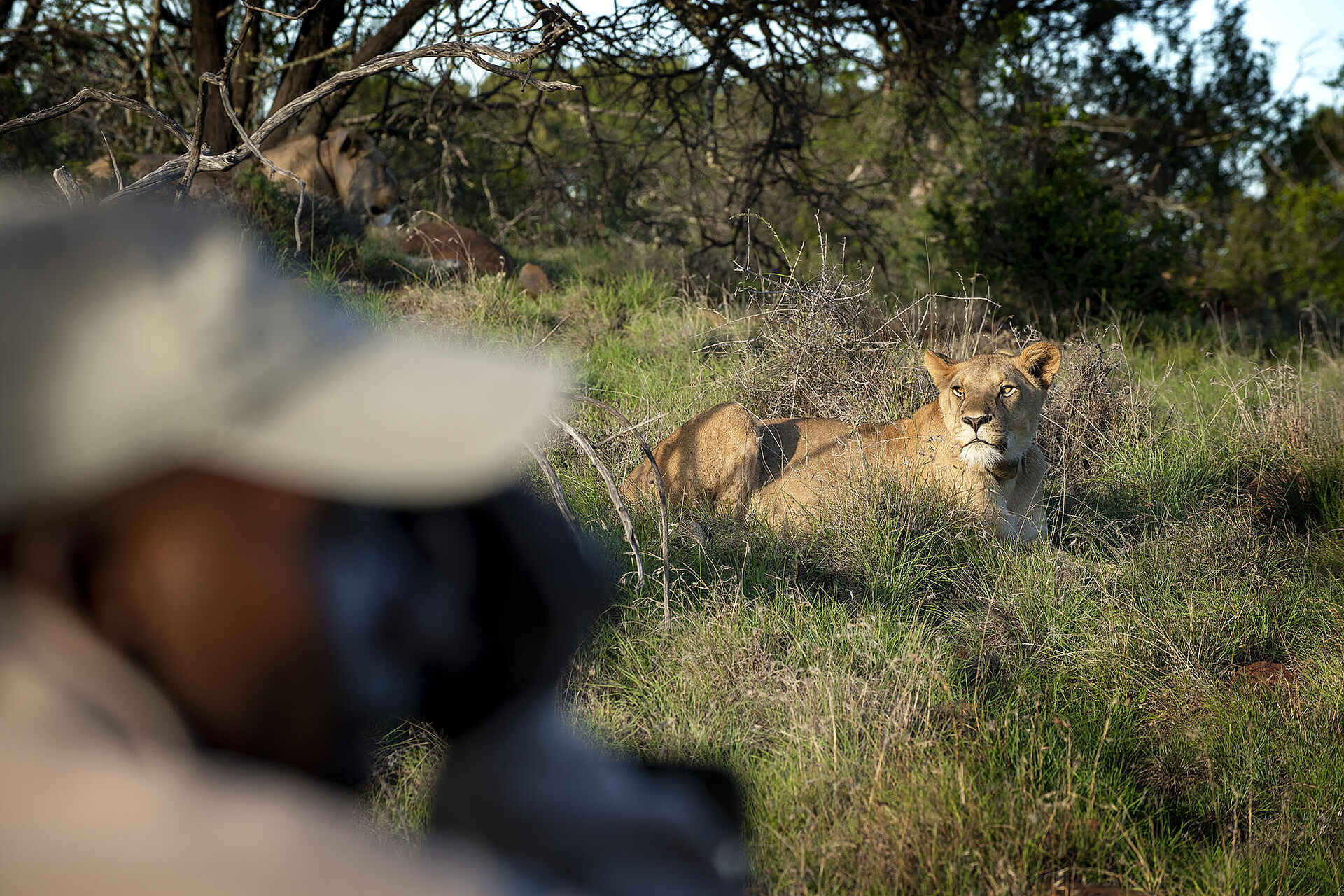 Samara Karoo Lodge: Löwin