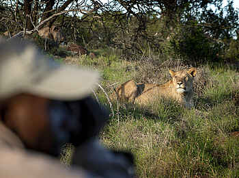 Samara Karoo Lodge: Löwin