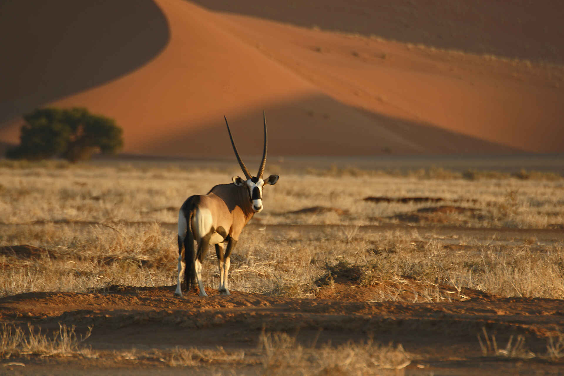 Sossusvlei Lodge: Aushängeschild der Region