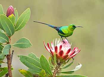 Frog and Fern Cottages: Malachite Sunbird Frog and Fern Cottages: Malachite Sunbird