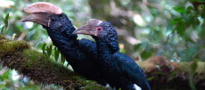 Arusha