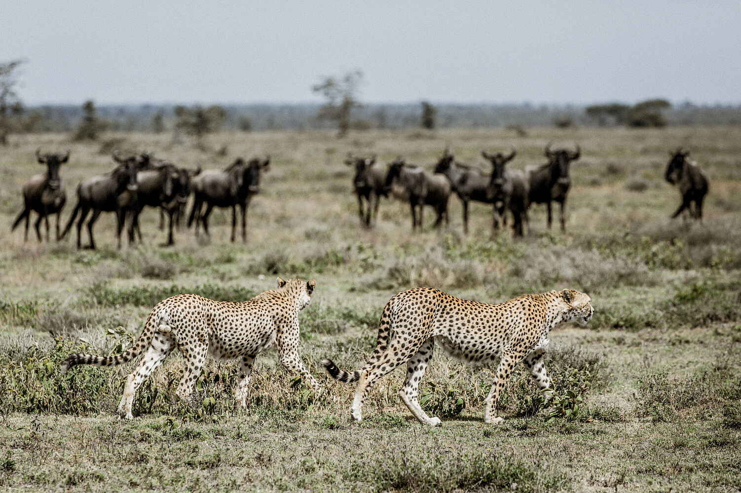 Legendary Expeditions, Maswa, Mwiba, Scott Ramsay, Serengeti, Tanzania, migration, Friedkin Conservation Fund, Legendary Mila Tented Camp, Mwiba Wildlife Reserve, Acinonyx Jubatus, Geparden, Aktivitäten, Game Drive, Pirschfahrt, Afrikarma, Afrikarma Safaris, Afrikarma Safaris - Wildnis. Hautnah., Afrikarma.de