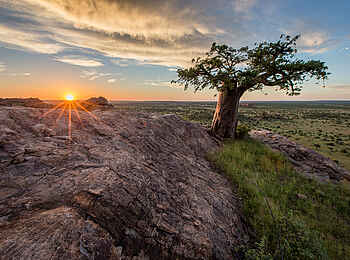 Mashatu Game Reserve: Rhodes Baobab im Sonnenuntergang