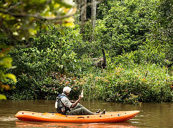 Mboko Camp: Ein Waldelefant während der Kajakfahrt