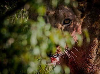 Ol Seki Hemingways Mara: Eine Löwendame im Dickicht
