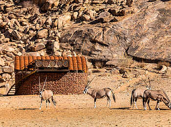 Camp Sossus: Oryx Antilopen vor einem Gästezelt Camp Sossus: Oryx Antilopen vor einem Gästezelt