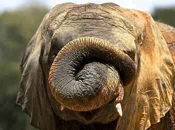 Campi ya Kanzi Lodge: Elefant Campi ya Kanzi Lodge: Elefant