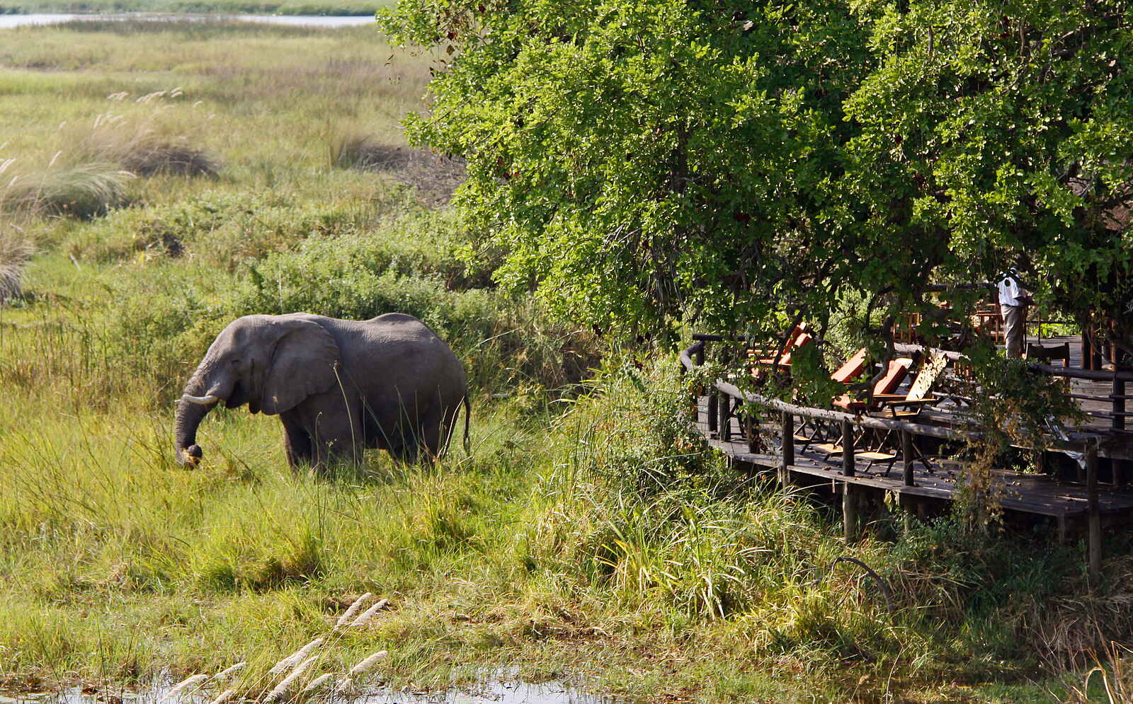Delta Camp: Elefant vor dem Camp Delta Camp: Elefant vor dem Camp