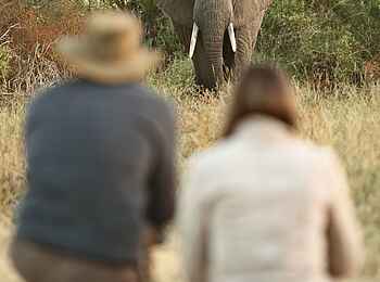 Kichaka Expeditions: Auf Augenhöhe mit einem Elefanten