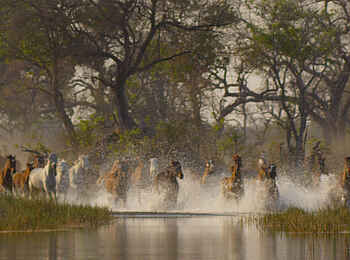Kujwana Camp: Tobende Pferde