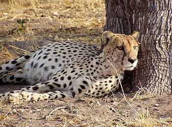 Kwara Camp: Ruhender Gepard Kwara Camp: Ruhender Gepard