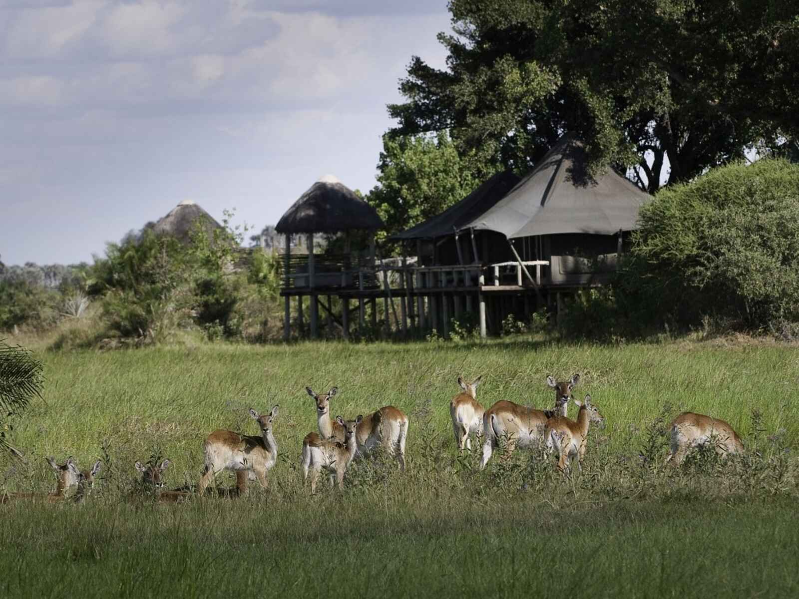 Little Mombo Camp: Lodge Little Mombo Camp: Lodge