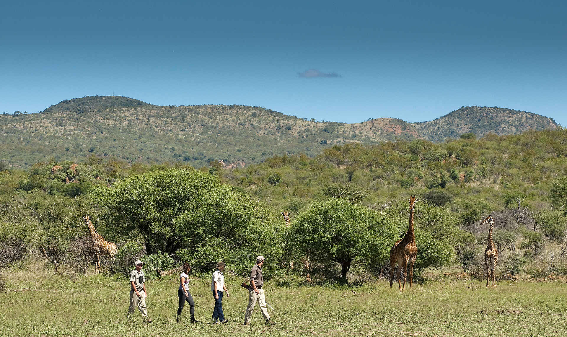 Madikwe Safari Lodge Dithaba: Wandersafari