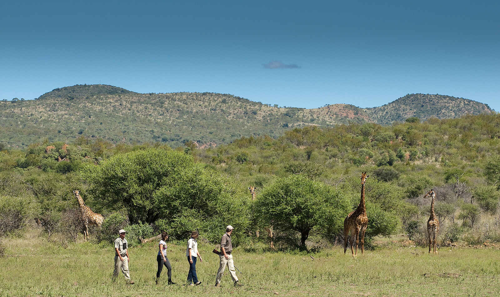 Madikwe Safari Lodge Dithaba: Wandersafari Madikwe Safari Lodge Dithaba: Wandersafari