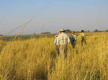 Mukambi Safari Lodge: Zu Fuß durch das hohe Gras Mukambi Safari Lodge: Zu Fuß durch das hohe Gras
