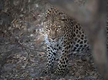 Musekese Camp: Leopard Musekese Camp: Leopard