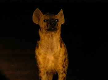 Norman Carr Safaris: Tüpfelhyäne