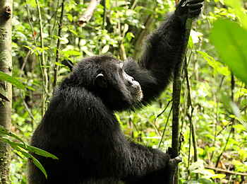 Papaya Lake Lodge: Junger Schimpanse