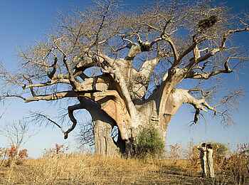 Robin Pope Safaris: Bizarrer Baobab