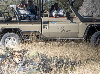 Rra Dinare Camp: Löwenbegegnung