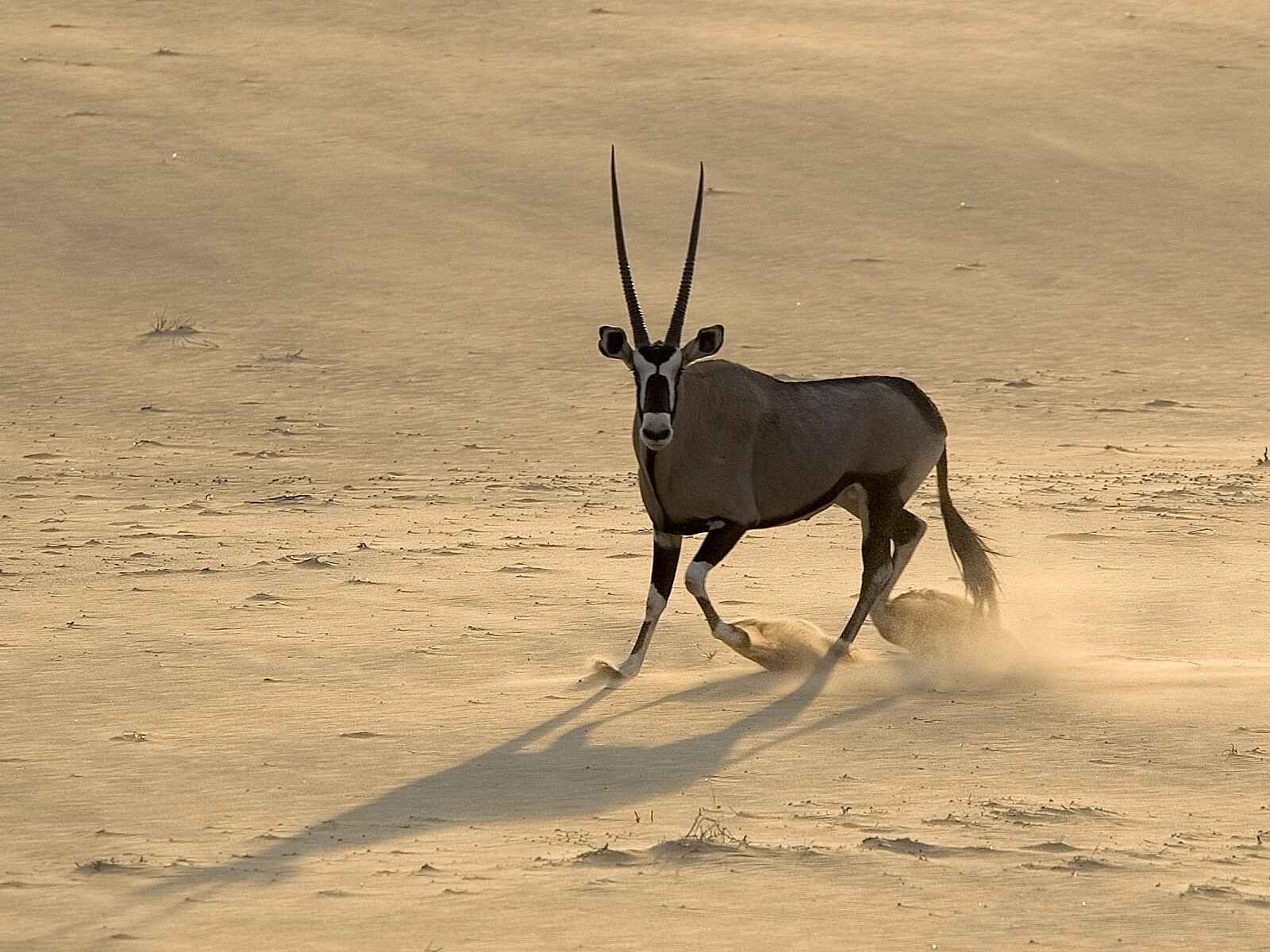 Serra Cafema: Wachsame Oryxantilope Serra Cafema: Wachsame Oryxantilope