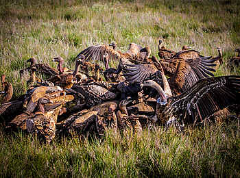 Sirikoi: Geier beim Essen