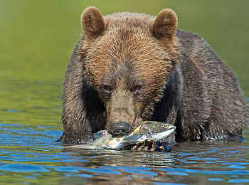 Tweedsmuir Park Lodge: Grizzly Bär mit gefangenem Fisch