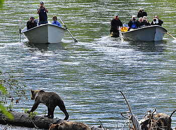 Tweedsmuir Park Lodge: Ideale Sicht auf die Bären