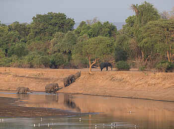 Nkonzi Bush Camp: Elefantenherde verlässt den Fluss Nkonzi Bush Camp: Elefantenherde verlässt den Fluss