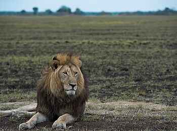 Ntemwa Busanga Bushcamp: Männlicher Löwe
