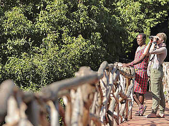 Sarara Tree: Holzsteg Sarara Tree: Holzsteg