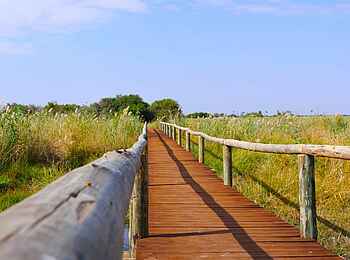 Selinda Camp: Holzweg