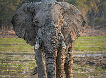 Time + Tide Luwi: Elefantenbulle im Matsch